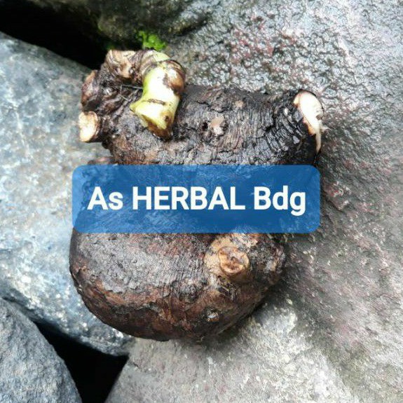 

Umbi bunga pukul empat segar 1 kg-az