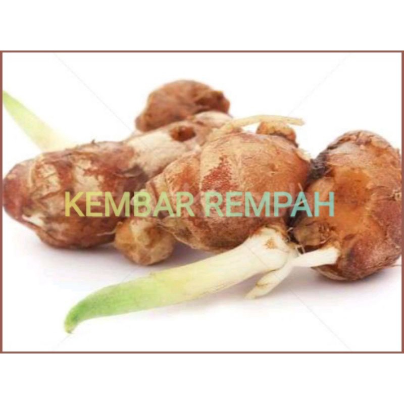 BIBIT TANAMAN HERBAL KENCUR(CIKUR)-3
