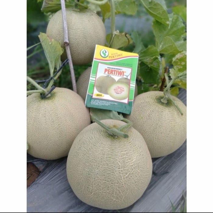 25++ Benih Melon Hibrida F1 PERTIWI ANVI ANTI VIRUS