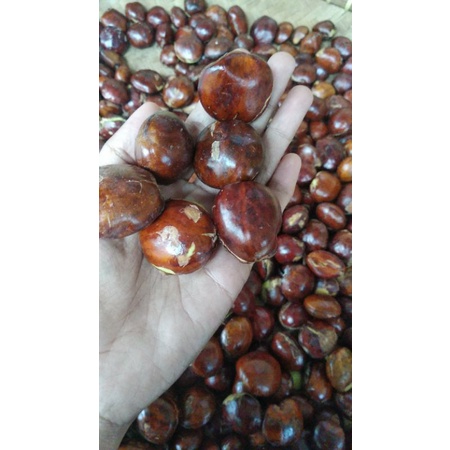 

jengkol dan bawang merah