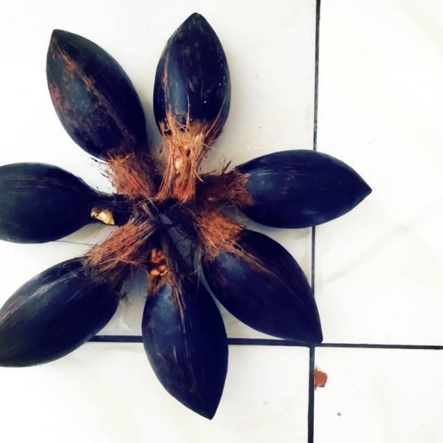 Bonsai kelapa Bibit/Bahan bonsai kelapa Minion size 3