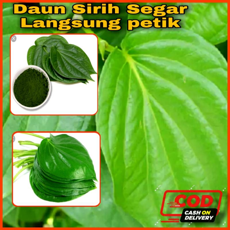 

Daun sirih hijau segar langsung dari kebun