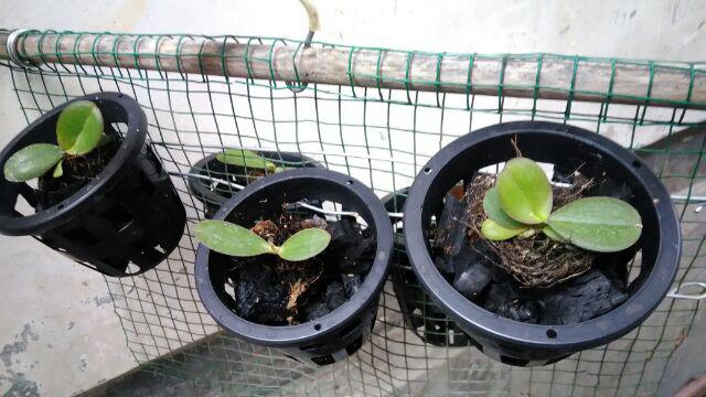 Pot Anggrek Keranjang - Ukuran 10cm