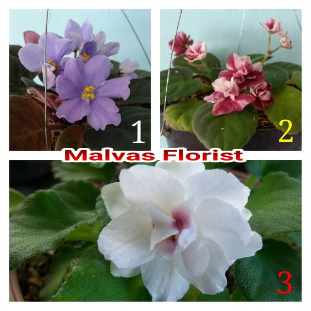 Tanaman hias - bibit bunga violces