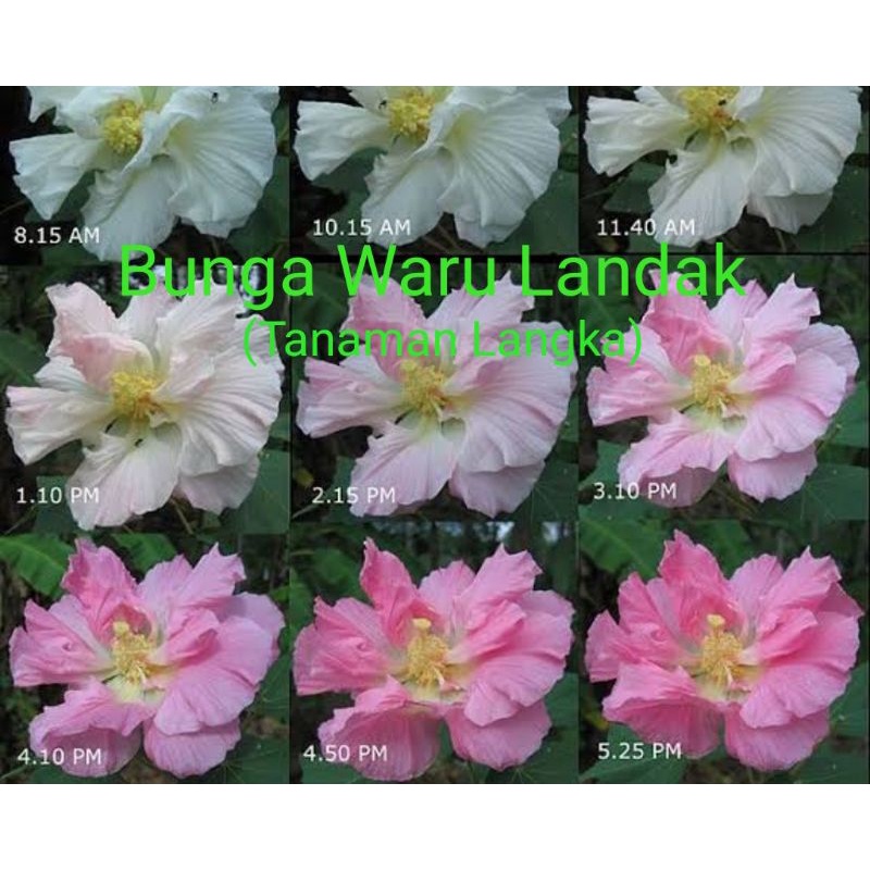 BAHAN BONSAI WARU LANDAK LANGKA//BONSAI WARU TERBAIK