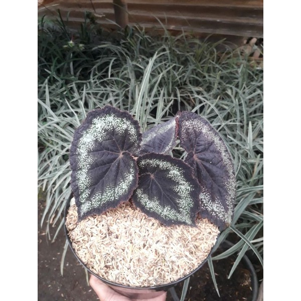 tanaman hias begonia black bludru / begonia hitam