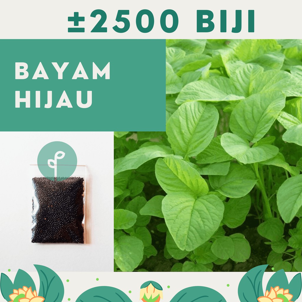 Bibit Sayuran Benih Sayur Paket Lengkap Hidroponik Kangkung Bayam Cabe Sawi Selada Terong Tomat dll-BAYAM HIJAU