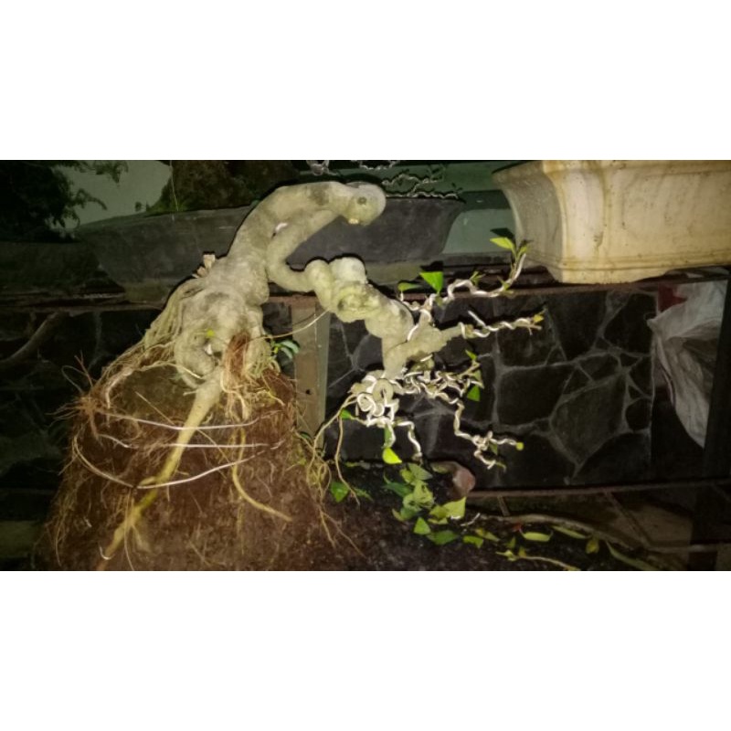 BONSAI AMPLAS CASCADE