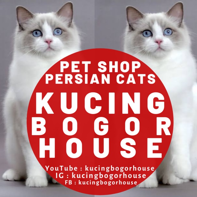 kucingbogorhouse