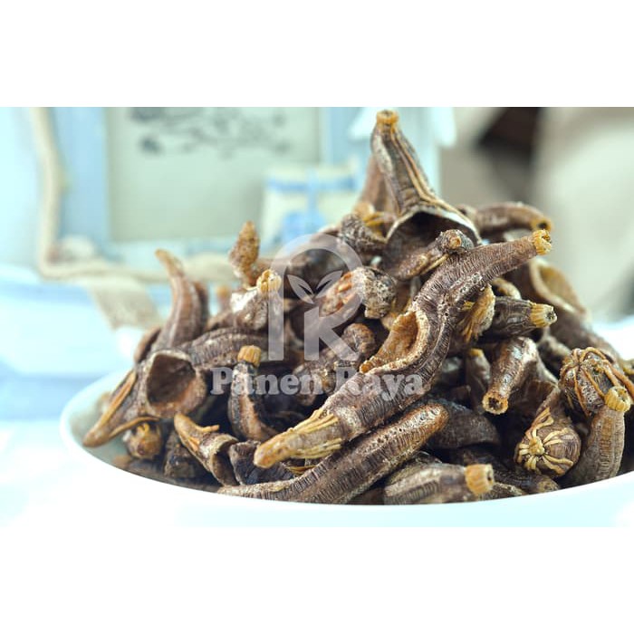 

TripangTeripang Pr 100gr Keripik Timun Laut ~ kp694
