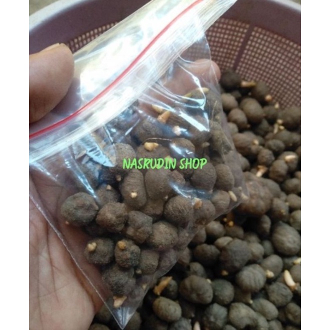 

[Fresh] BIBIT PORANG ASLI / BIBIT KATAK PORANG HASIL DORMAN / AMORPHOPHALLUS MUELLERI / BUAH PORANG