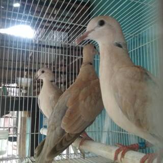 Burung Merpati Hias 3ekor Shopee Indonesia