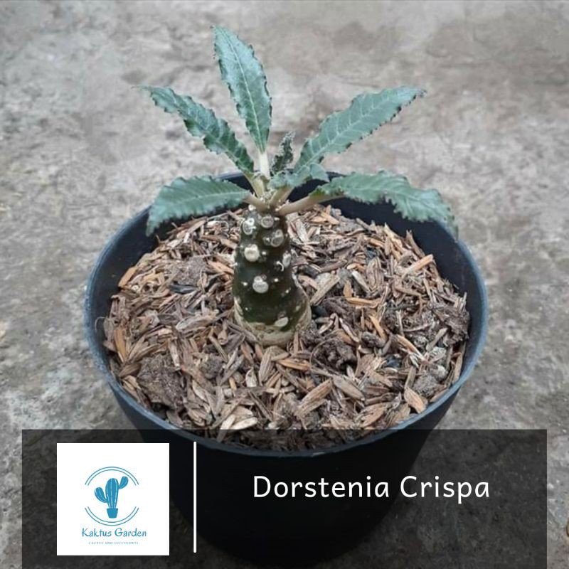 Dorstenia Crispa