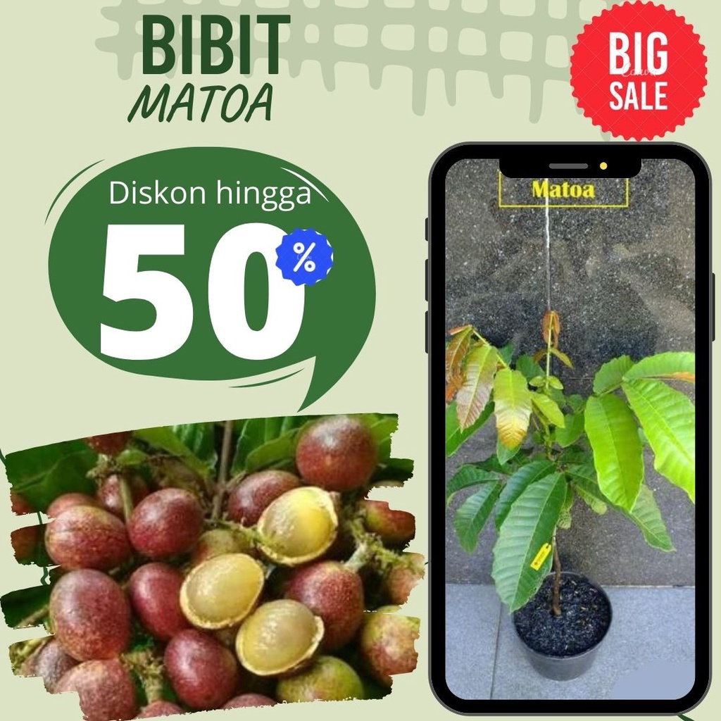 BIBIT BUAH MATOA SUPER