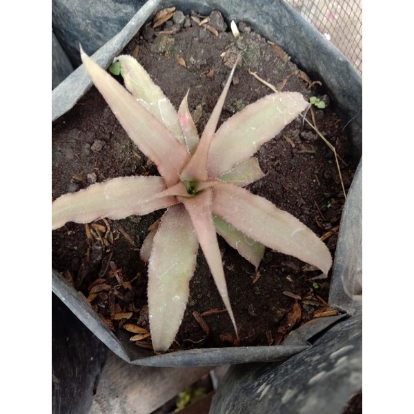 Bromelia Cryptanthus