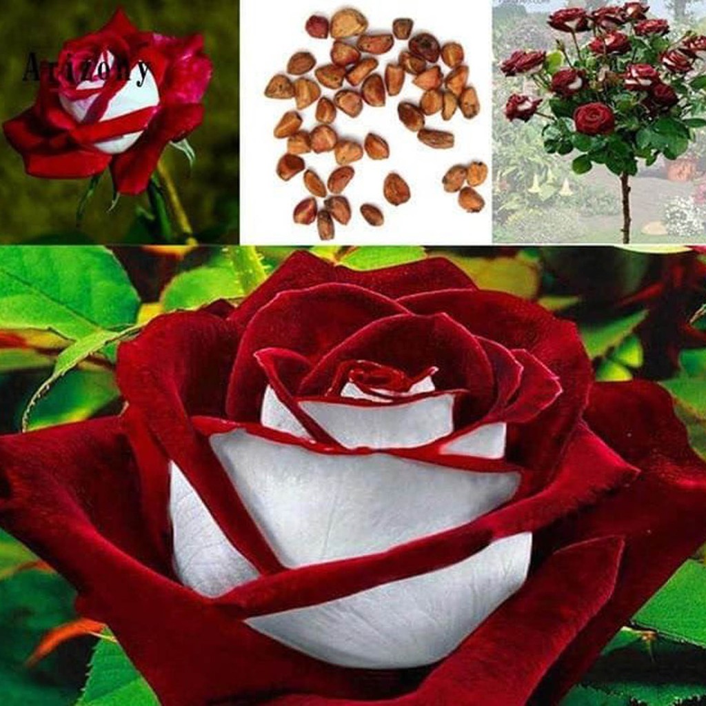 Bibit Benih Biji Bunga Mawar Red White Import - Biji Tanaman Bunga Mawar Red White - Bunga Mawar-COD