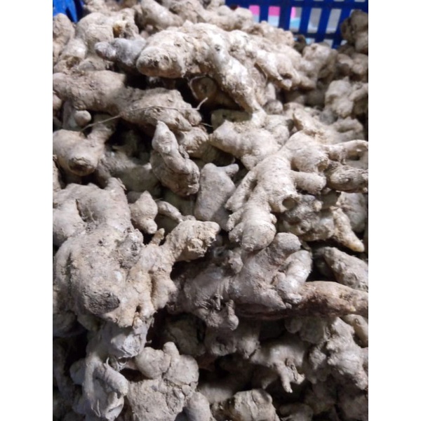 JAHE EMPRIT PILIHAN BESAR 1KG