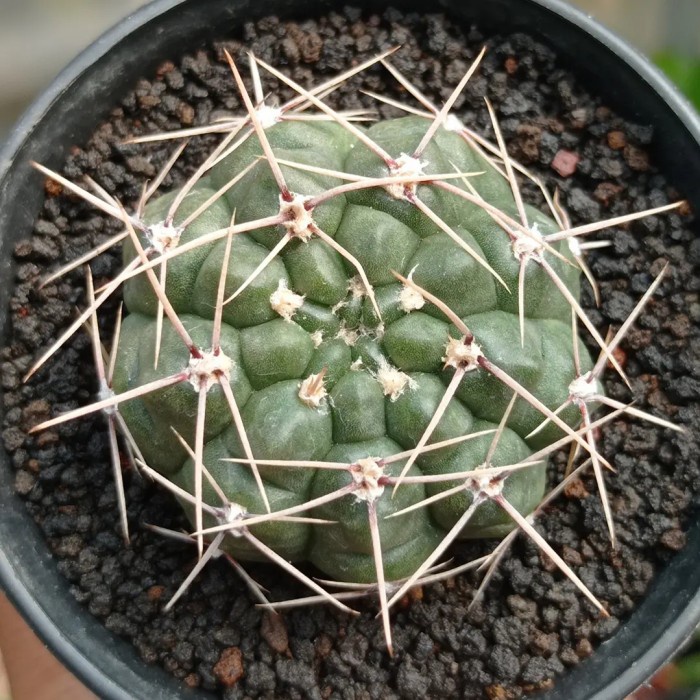 gymnocalycium baldianum KAKTUS SUKULEN | TANAMAN HIAS