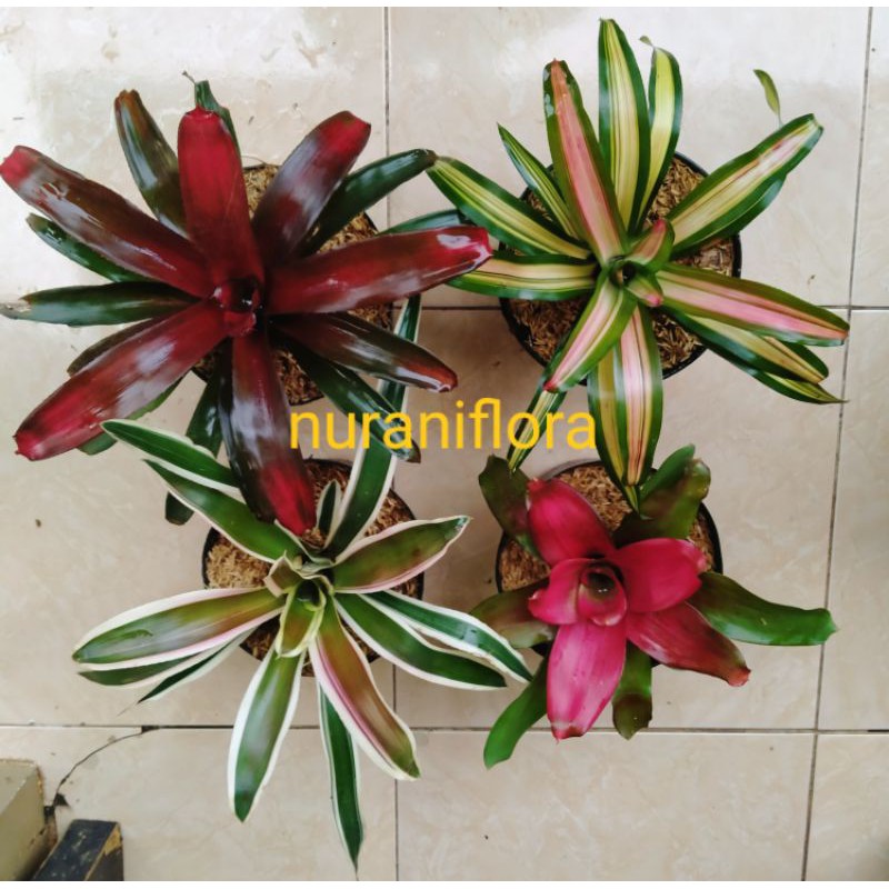 Paket 4 jenis tanaman bromelia