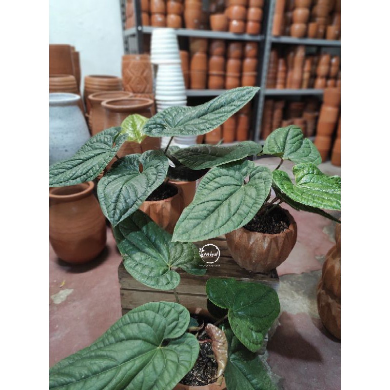 Anthurium Radicans / Anthurium Sirih / Anthurium