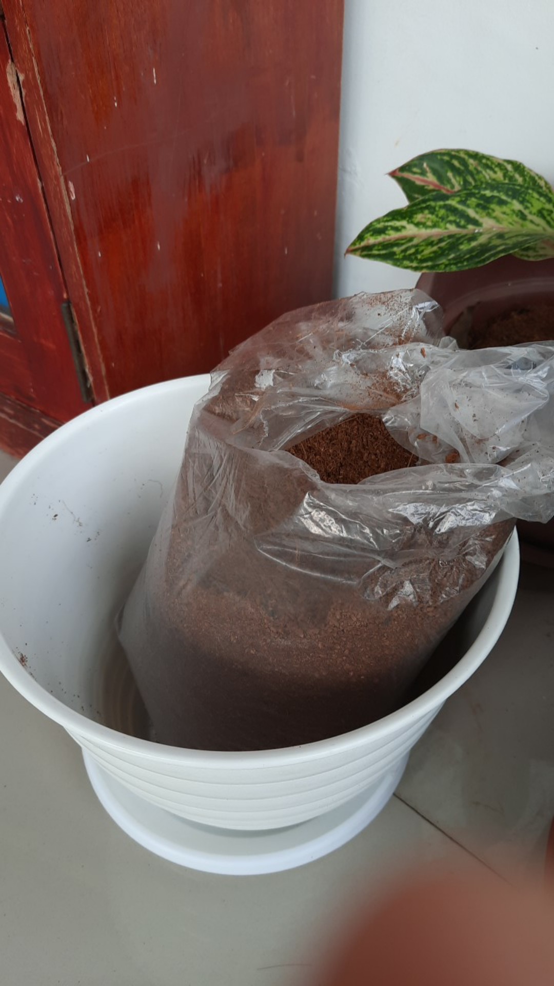 Cocopeat 800gr-2024