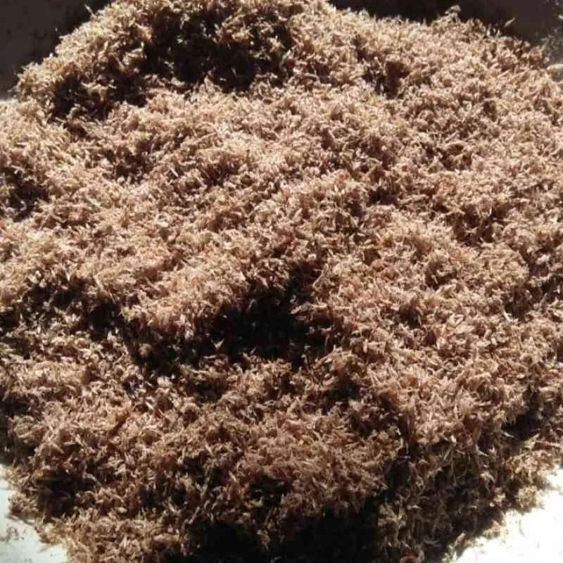 baby shrimp 1kg 1 kg bayi udang pakan makanan ikan cupang hias burayak