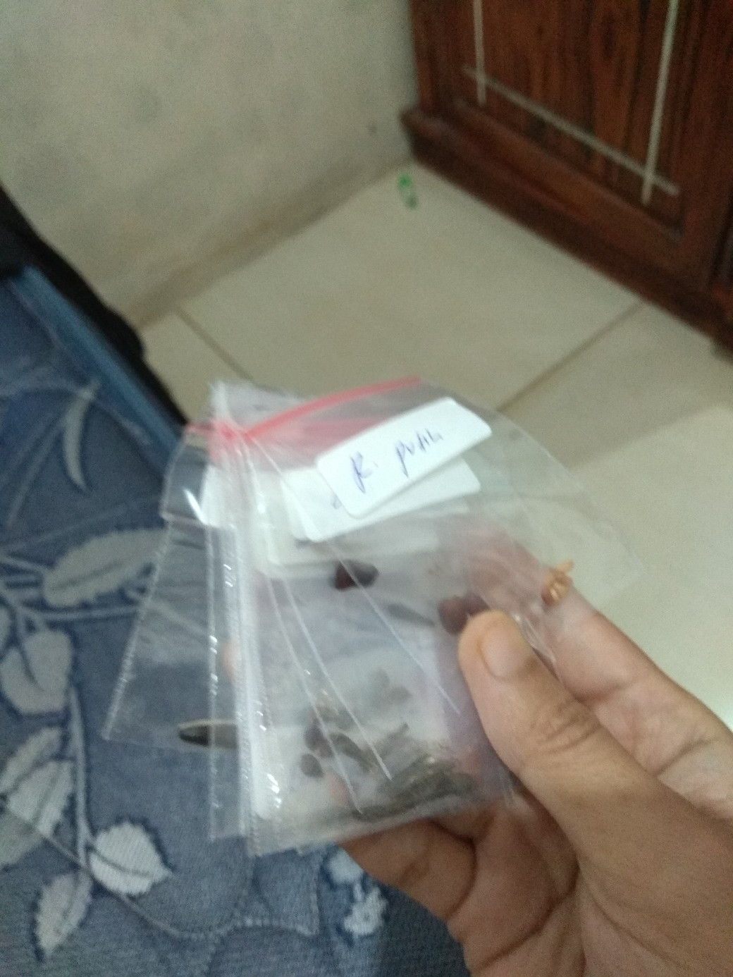 Benih/biji/bibit Bunga Sakura Mini