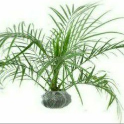 palem phoenix / phoenix roebelenii