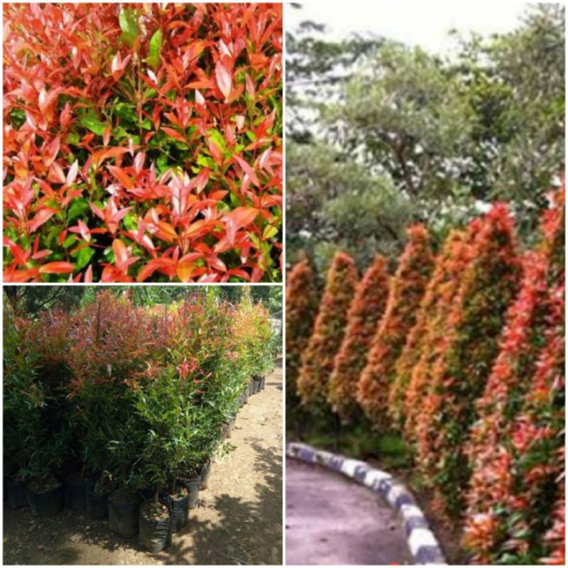 promo pucuk merah 1 meter