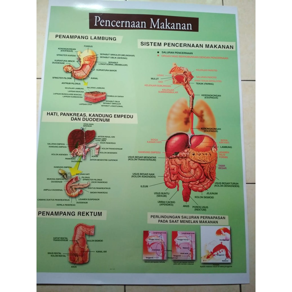 Gambar Poster Model Pencernaan Manusia Carta Pencernaan Shopee Indonesia