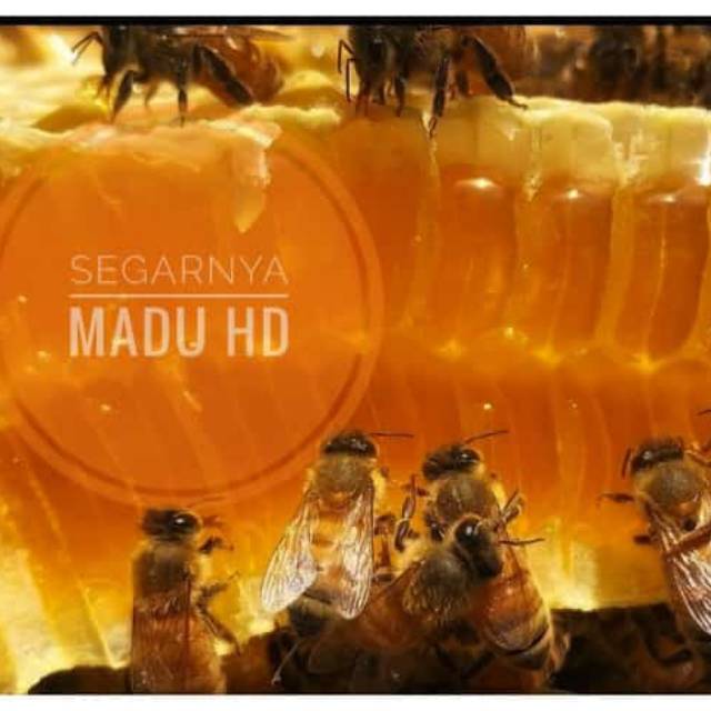 

MADU ASLI SEGAR