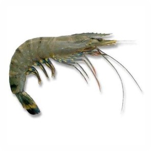 

Udang Windu Sedang / 500gr #Ikan#Segar#Online#Bandung#Cimahi