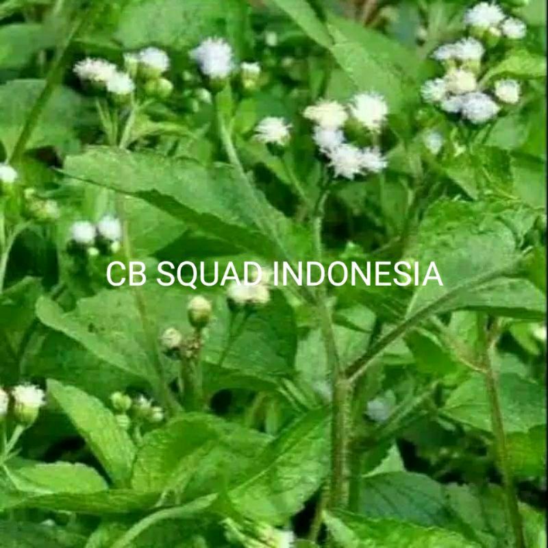 Ageratum conyzoides/bandot termurah