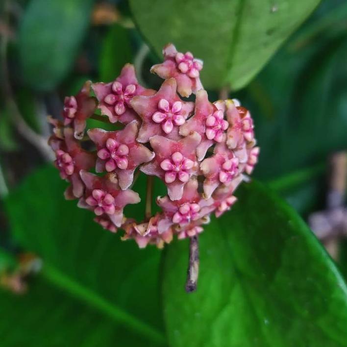 ➪ Hoya diversifolia や