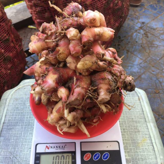 

Jahe Merah 1000gram/ 1Kg Segar