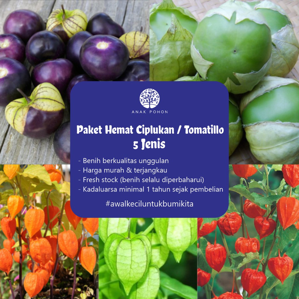 Jual Paket Hemat Benih Ciplukan Tomatillo All Varian Seeds Total