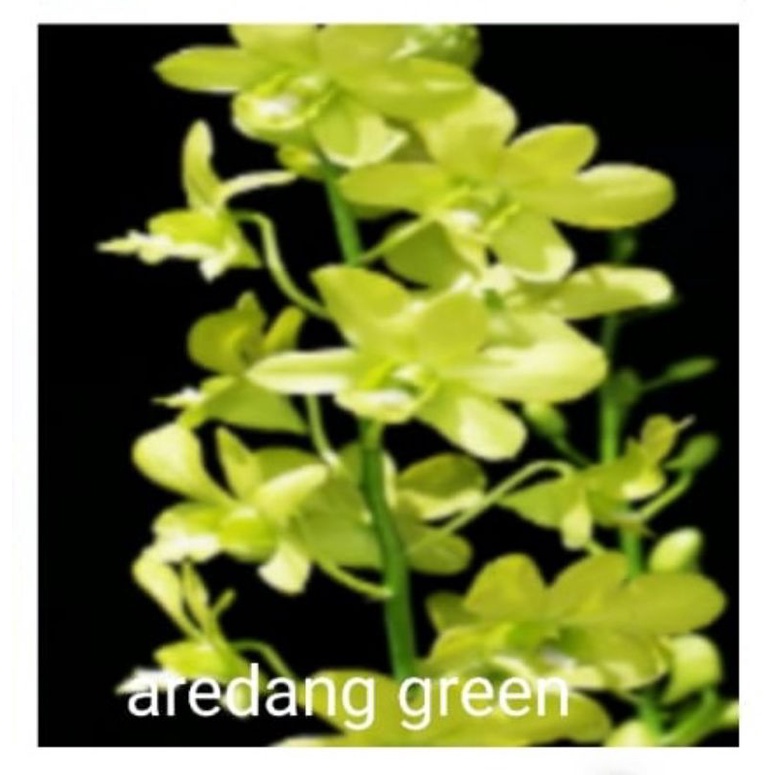 dendrobium arindang green