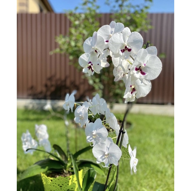 Seedling anggrek dendrobium leontine / Bunga Anggrek hidup/ Tanaman Hias Hidup /Bunga Hias Asli/ Bun