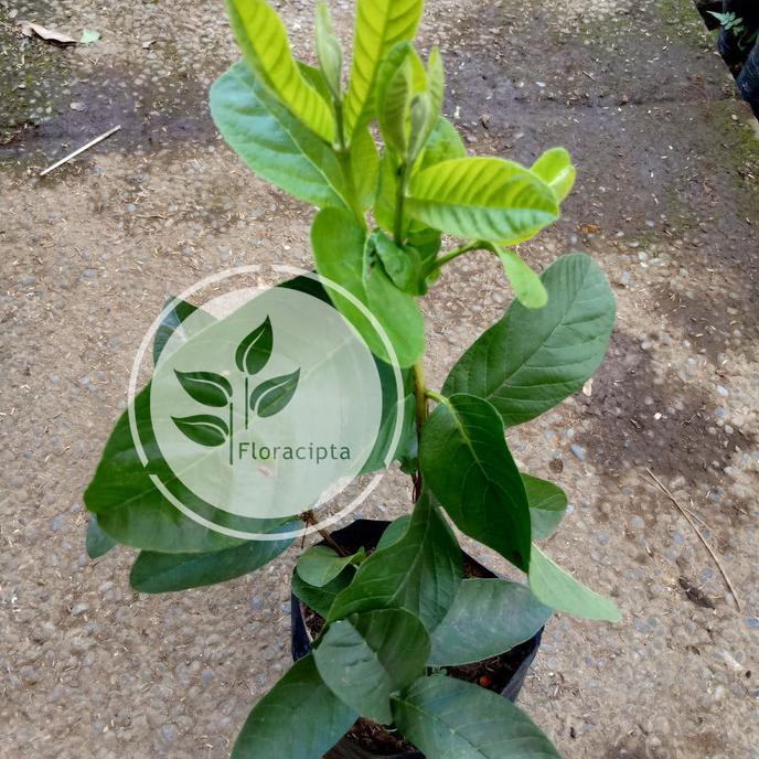 Bibit Buah Jambu Merah/Jambu Kristal Merah