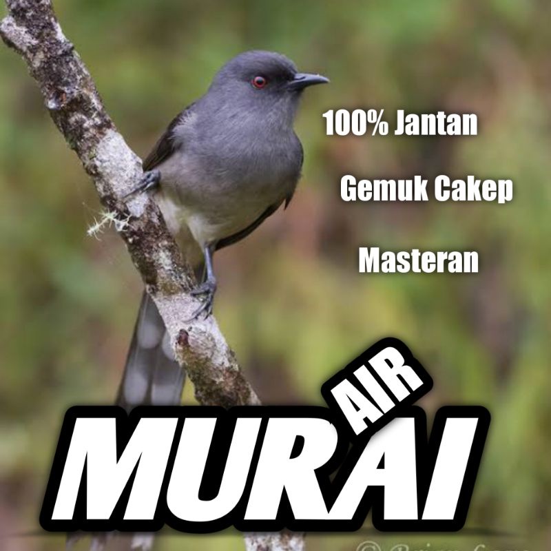Burung Murai air mancur jantan 100% bunyi Bahan Rawatan