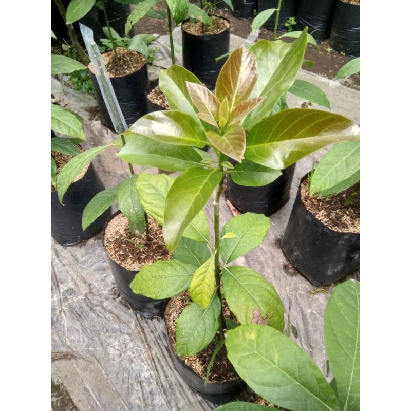 bibit alpukat subang tanaman buah tabulampot alpukat kelud asli