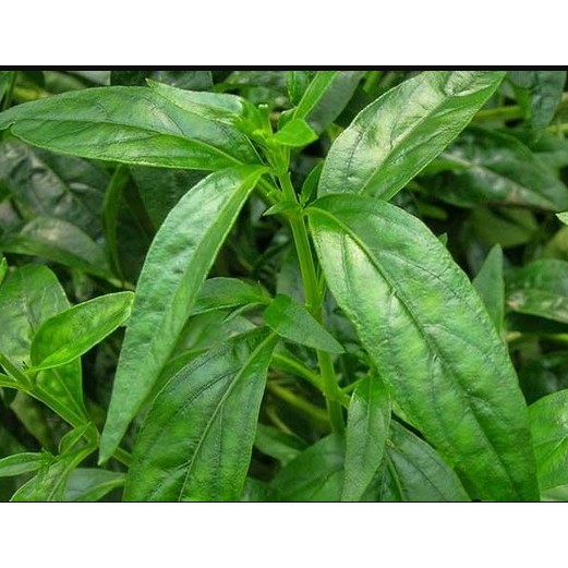 

Daun Sambiloto Sambilata Ampadu Tanah Ki Pait Andrographis Paniculata