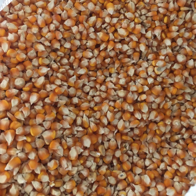 

Jagung kecil sedang harga Rp 6500/kg
