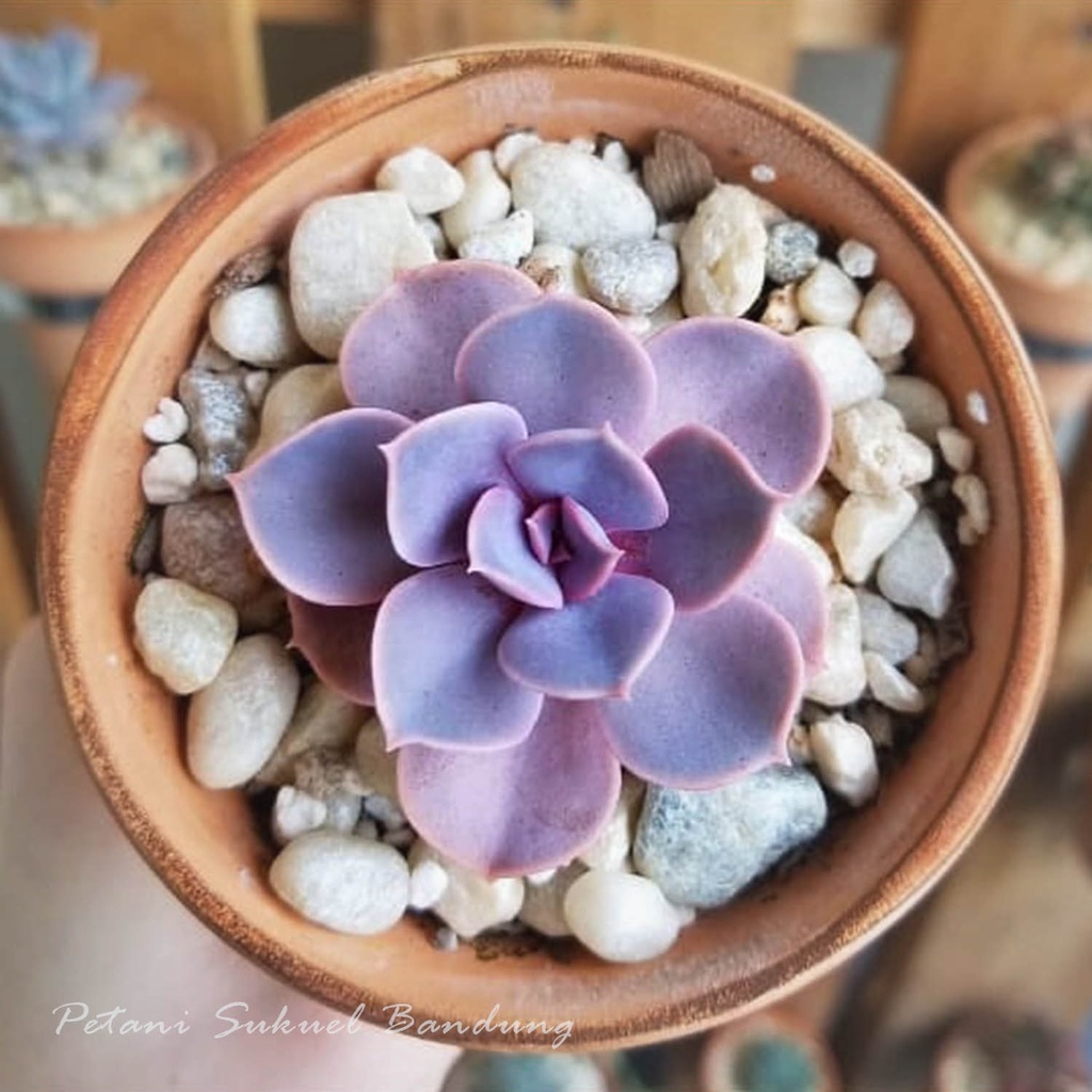 Sukulen Kaktus echeveria perle von nunberg red ruby sekulen Bunga tanaman hias taman skulen mini