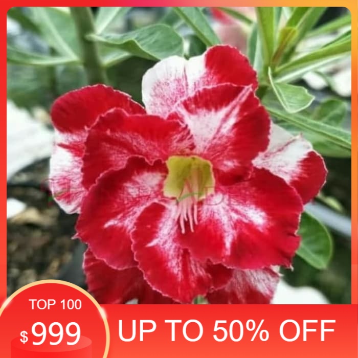 

MURAH! Bibit Bunga Kamboja Adenium Mouline Rough