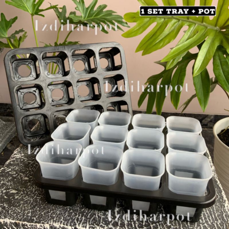 1 set Tray + pot nkt kotak 5cm BENING TRANSPARAN | tray semai bibit