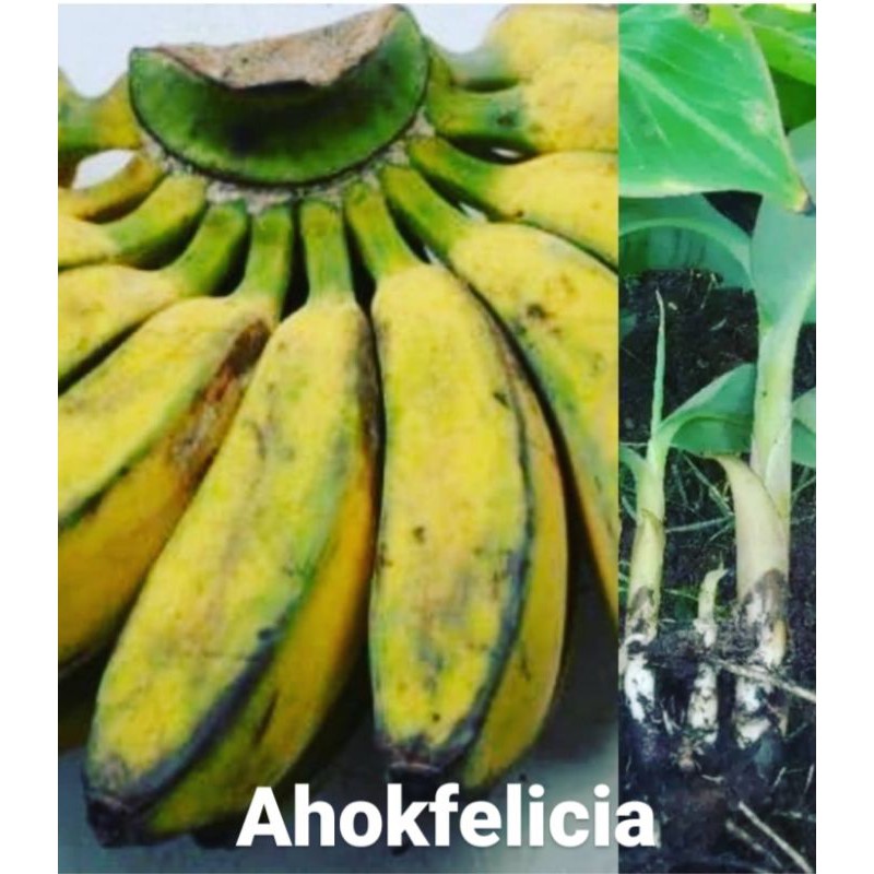 Bibit pohon pisang kepok kuning SUPER