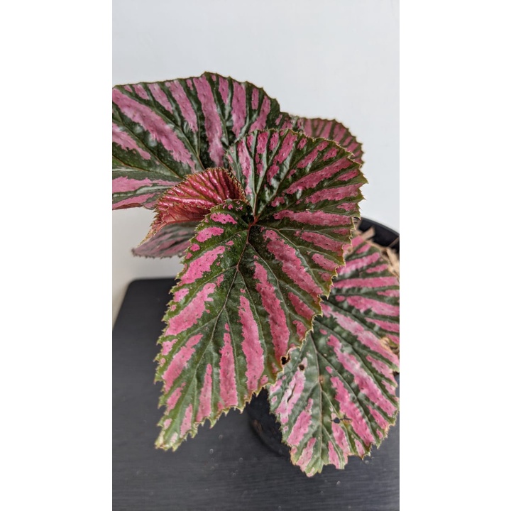 Tanaman Hias Begonia Walet - Bibit Bunga Begonia