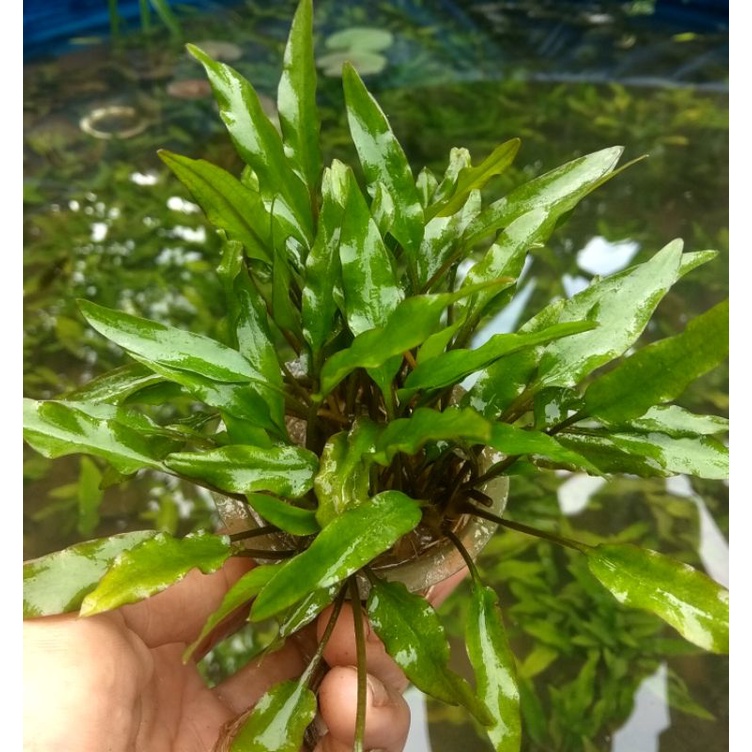 cryptocoryne green full air