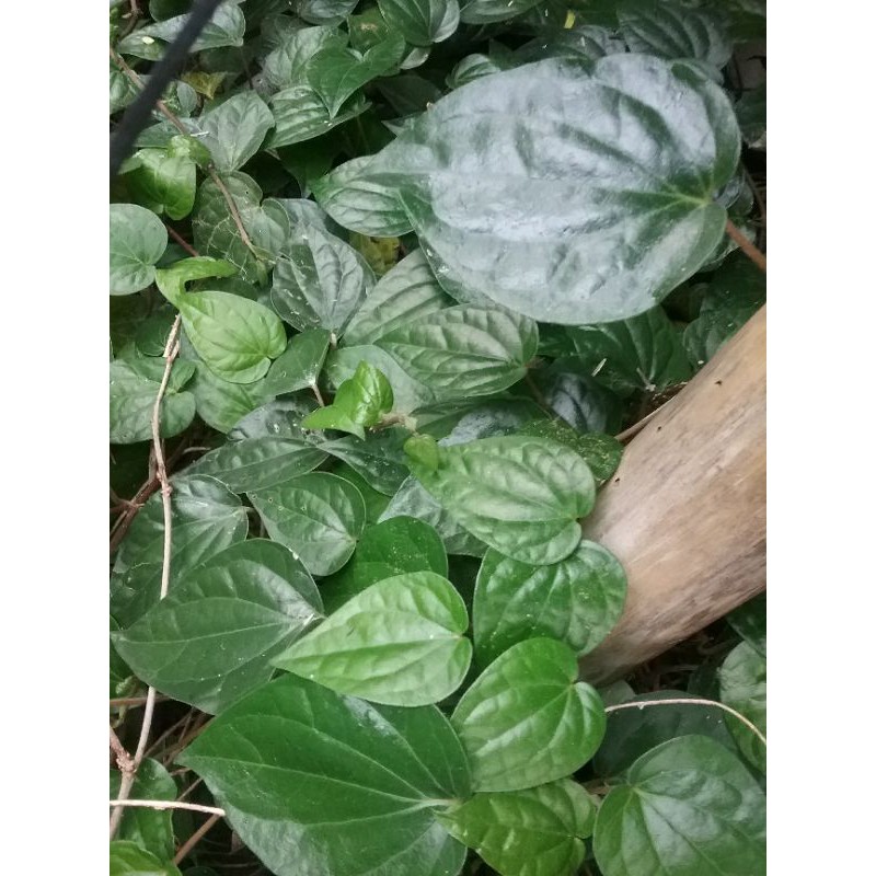 

DAUN SIRIH HIJAU SEGAR 500 GRAM